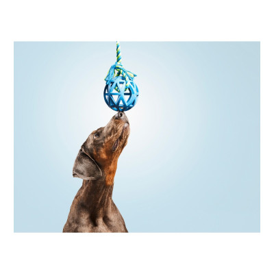 Jouet pour chien Gloria Grille Coton Caoutchouc (9 cm) (9 x 30 cm)